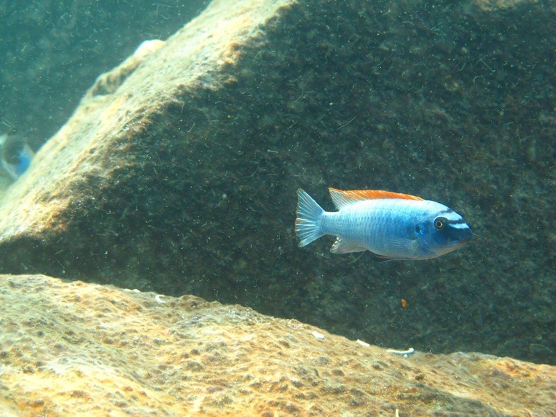 Labeotropheus trewavasae 'Thumbi West Island'